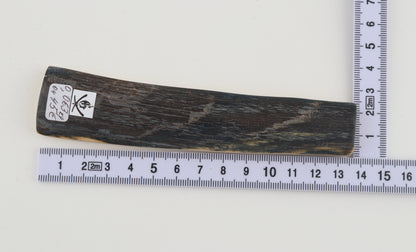 Blue mammoth bark