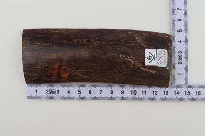 Brown mammoth bark