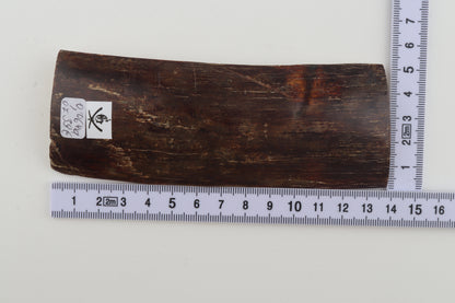 Brown mammoth bark