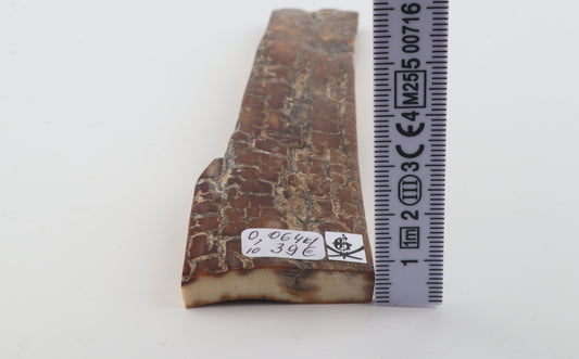 Brown mammoth bark
