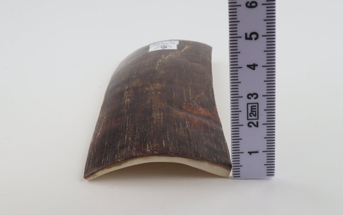 Brown mammoth bark