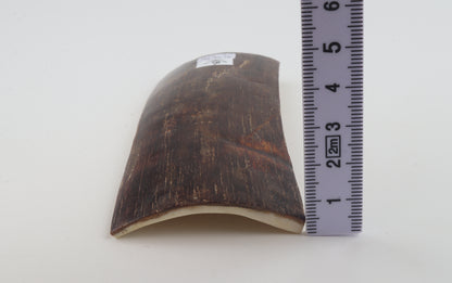 Brown mammoth bark