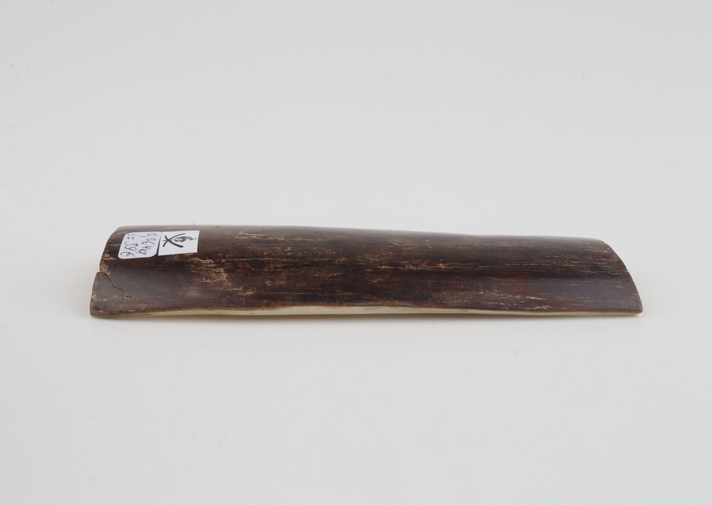 Brown mammoth bark