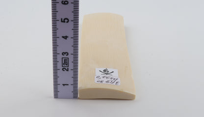 White mammoth ivory segment