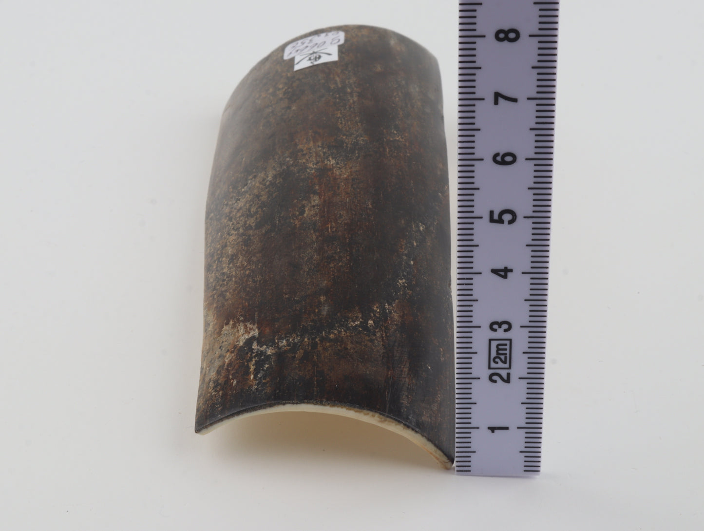 Brown-grey mammoth bark