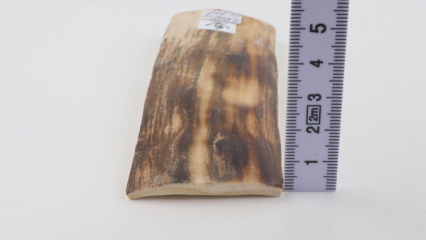 Beige-brown mammoth bark