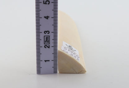 White mammoth ivory segment