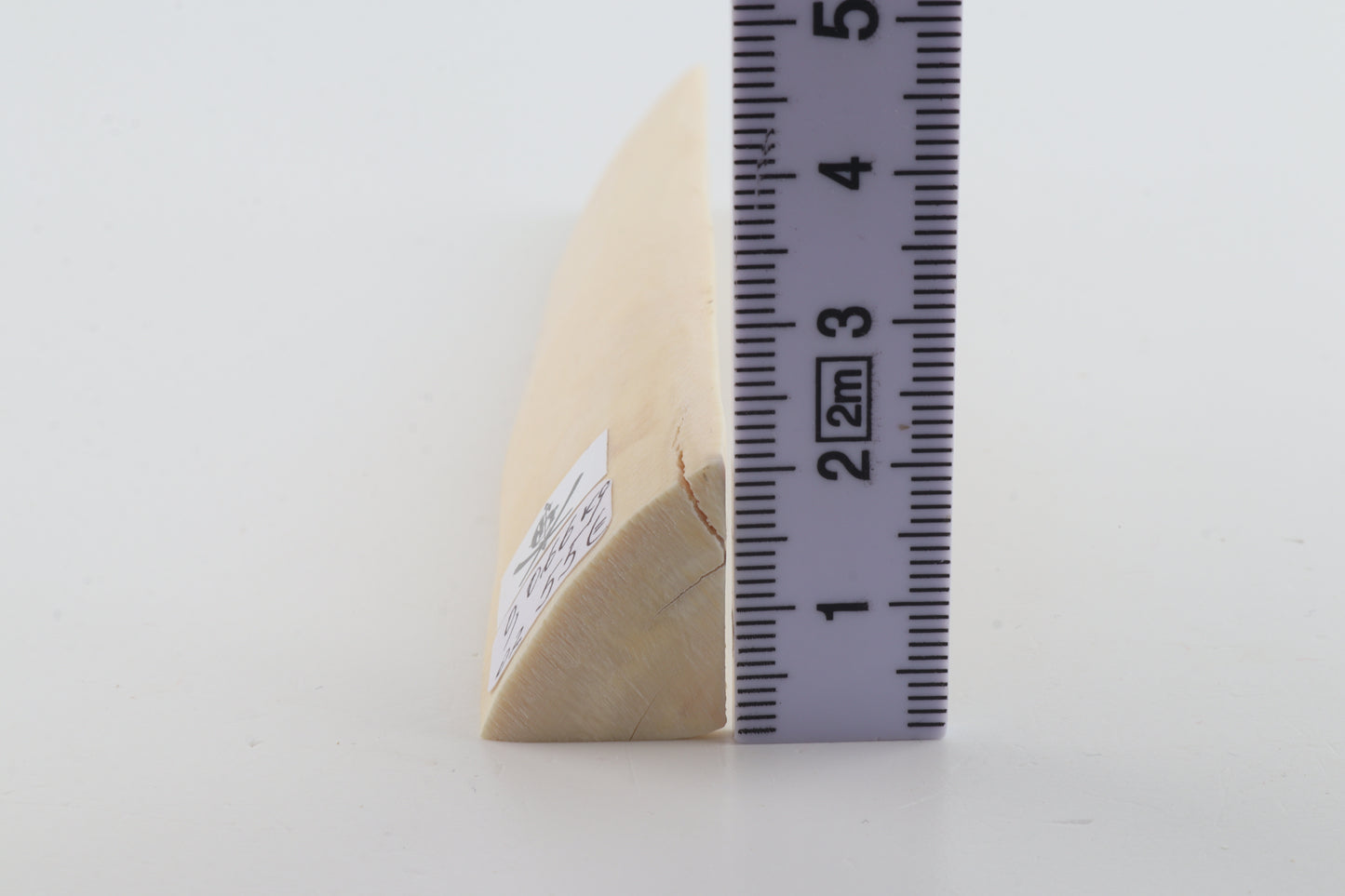 White mammoth ivory segment