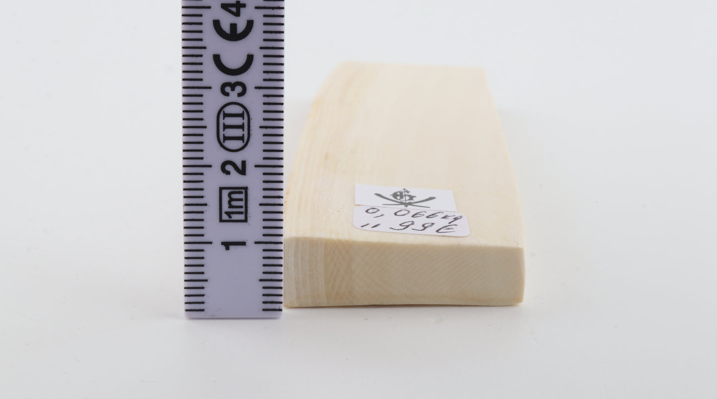 White mammoth ivory segment