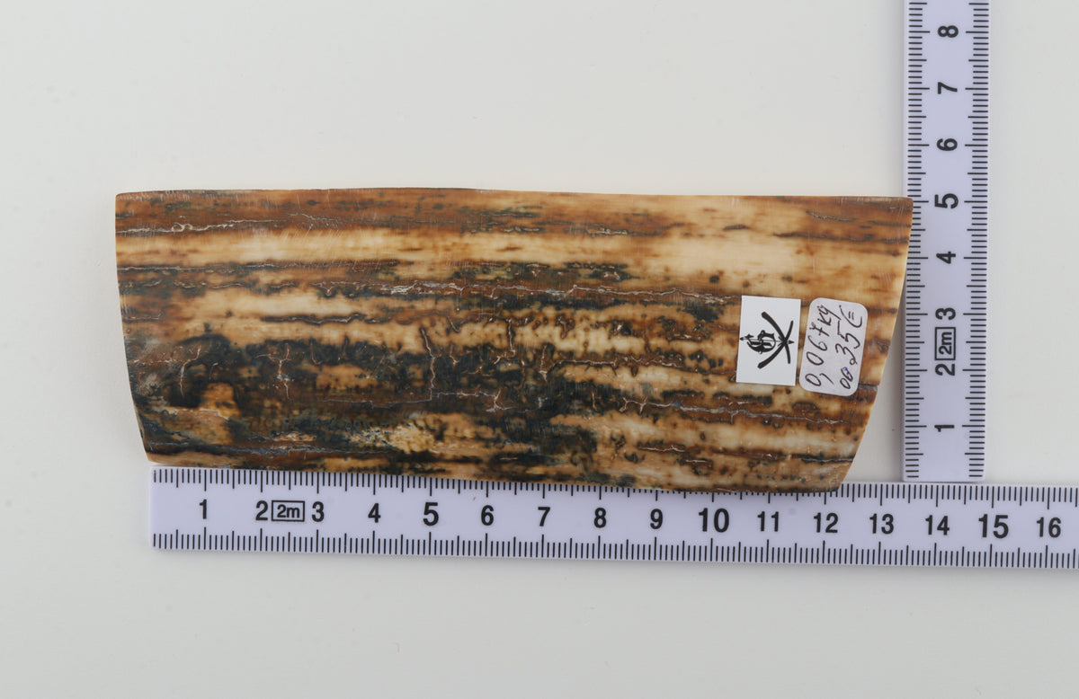 Creme-brown mammoth bark