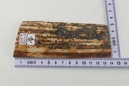 Creme-brown mammoth bark
