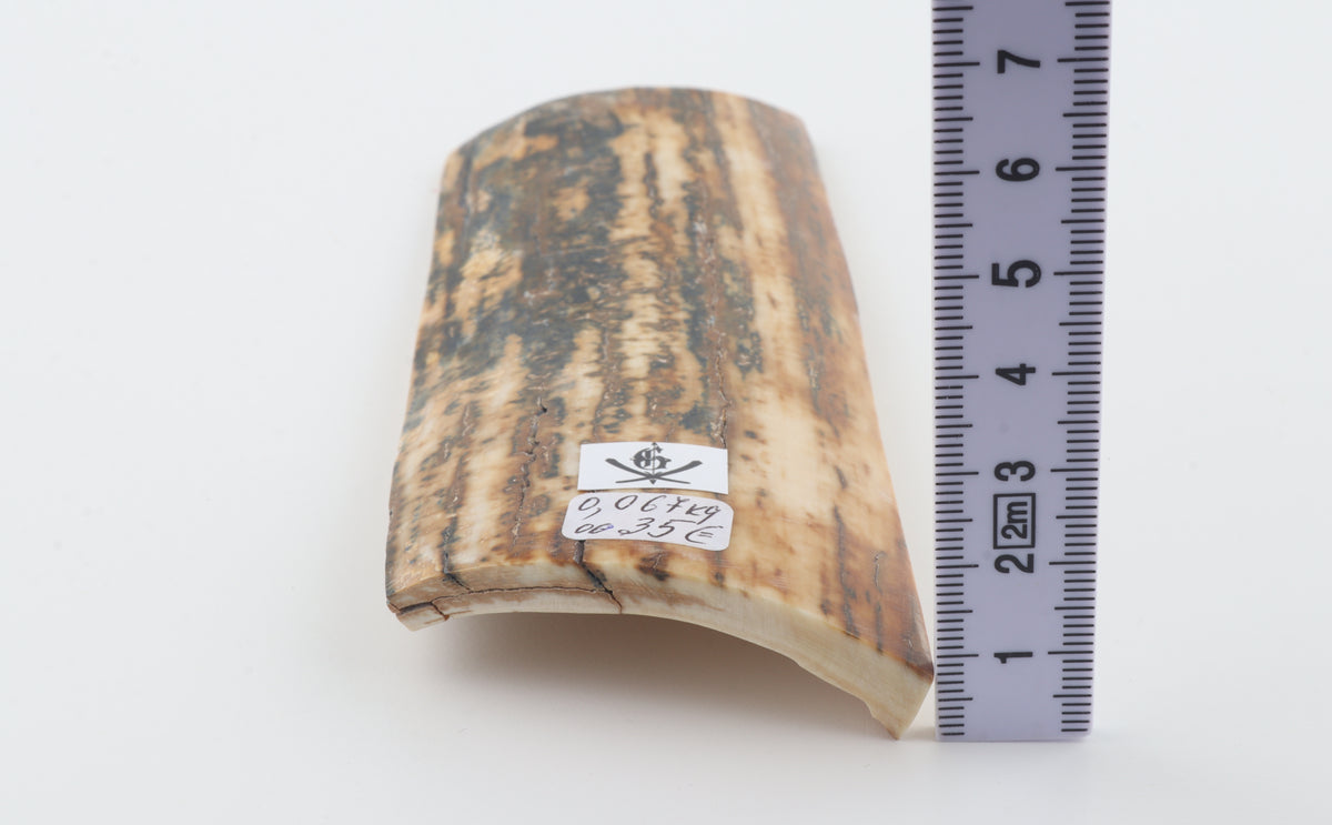 Creme-brown mammoth bark