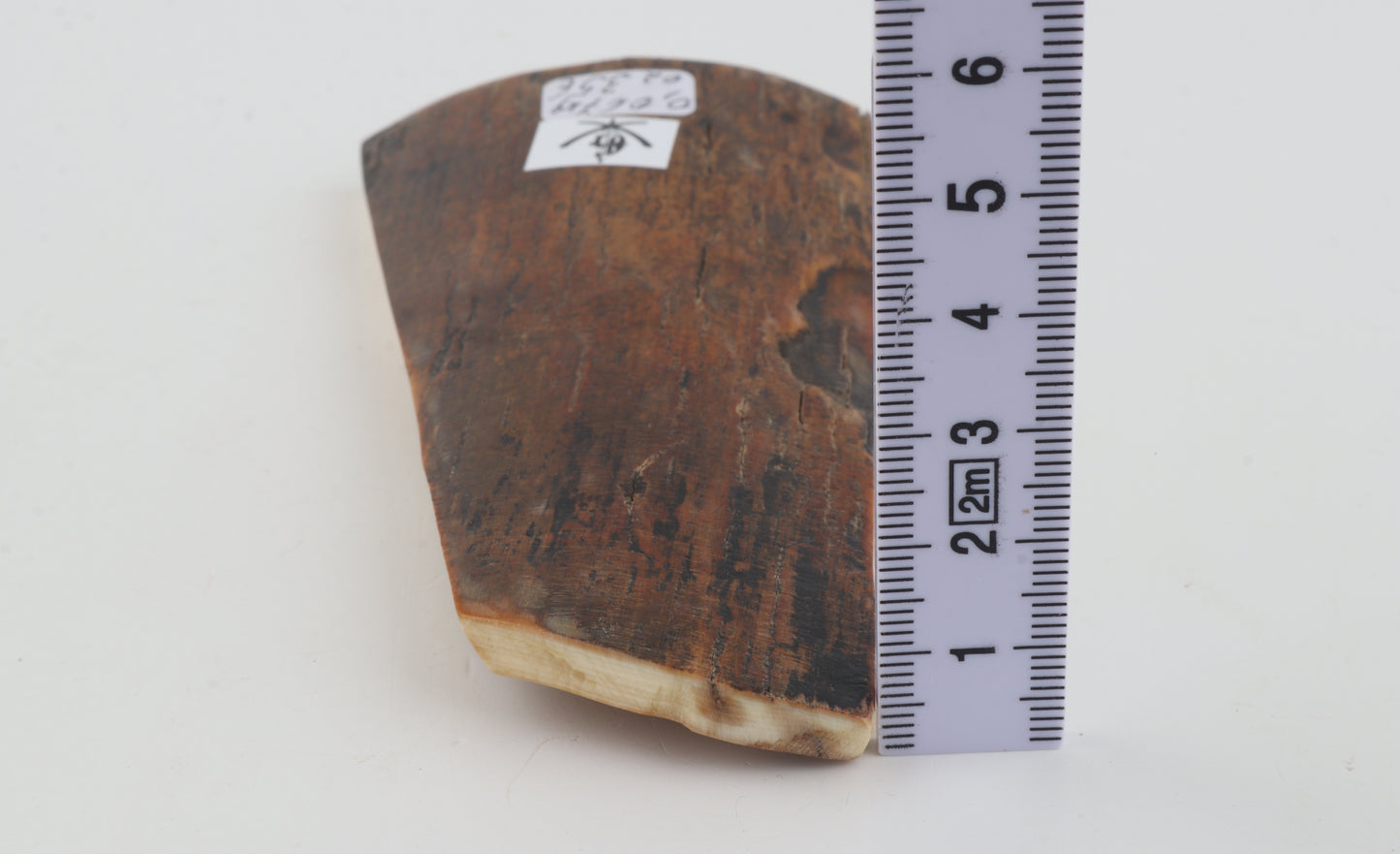 Brown-caramel mammoth bark