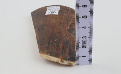 Brown-caramel mammoth bark
