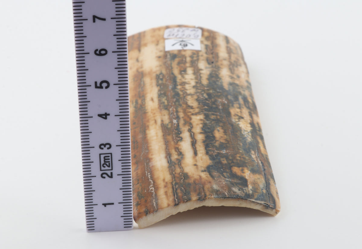 Creme-brown mammoth bark