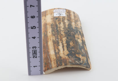 Creme-brown mammoth bark