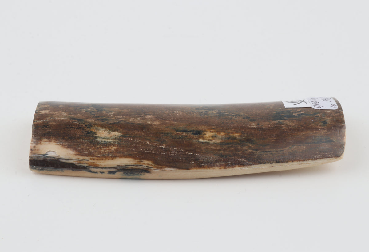 Brown mammoth bark
