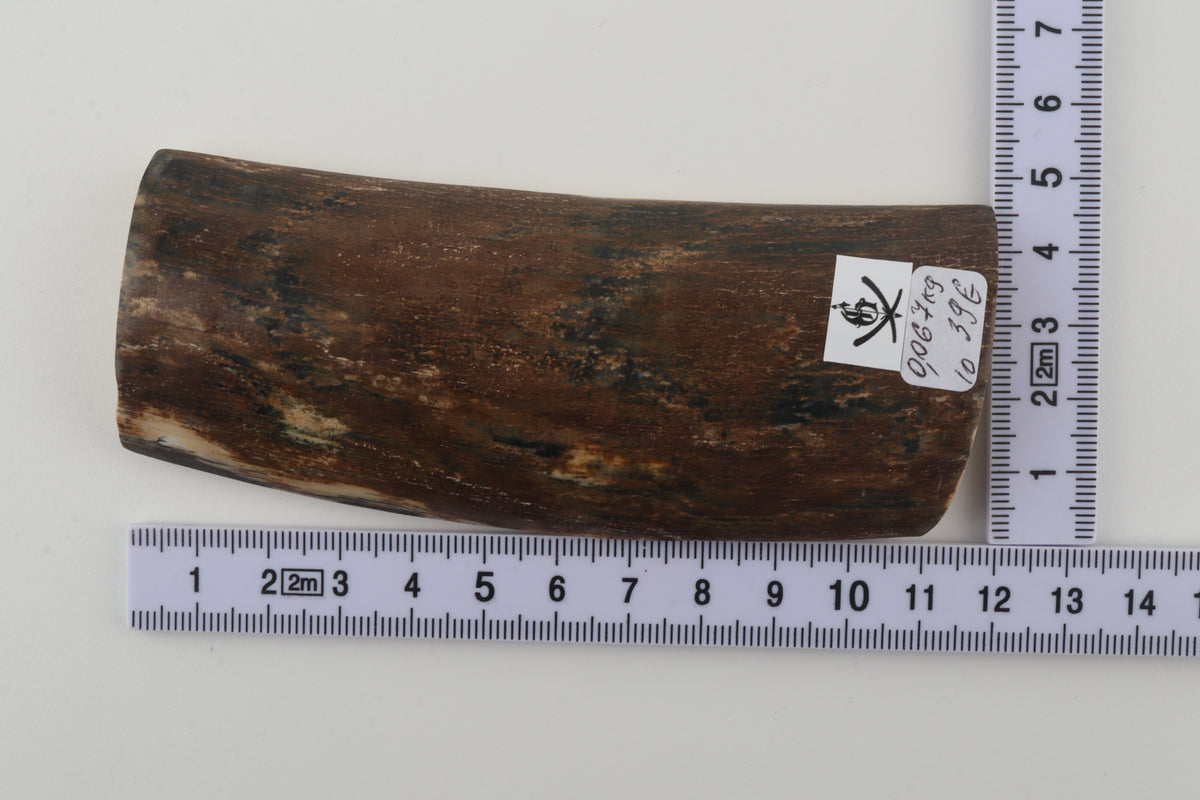 Brown mammoth bark