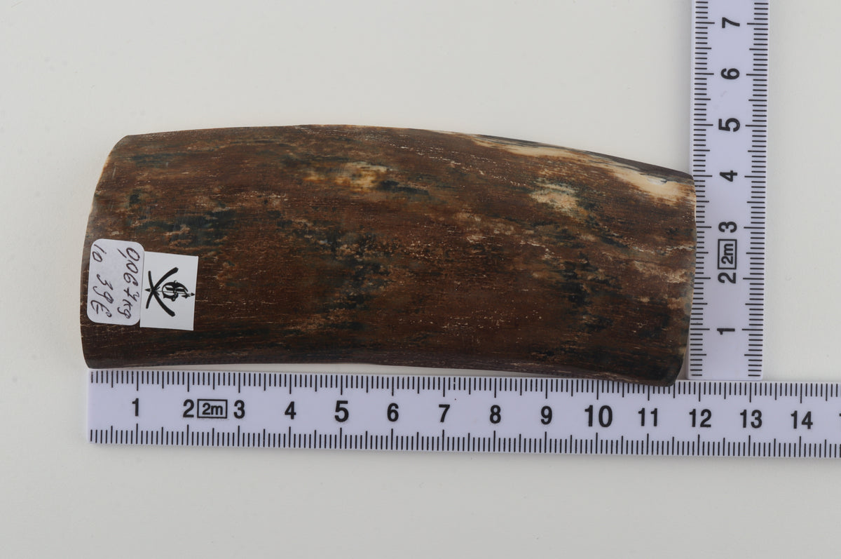 Brown mammoth bark