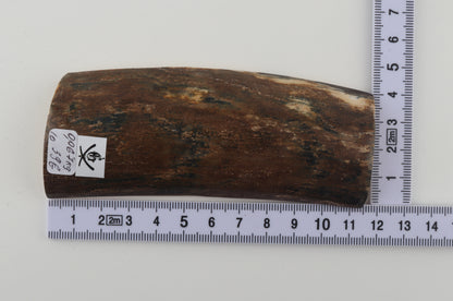 Brown mammoth bark