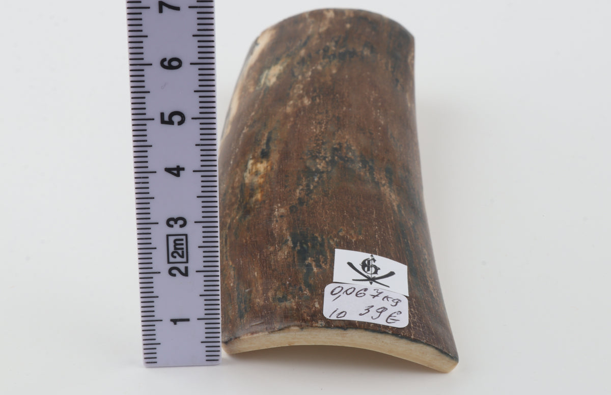 Brown mammoth bark