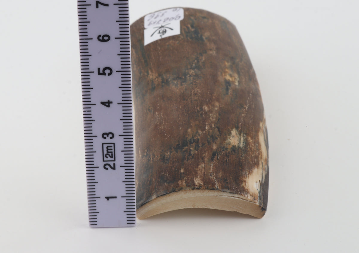 Brown mammoth bark