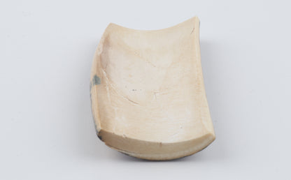 Brown mammoth bark