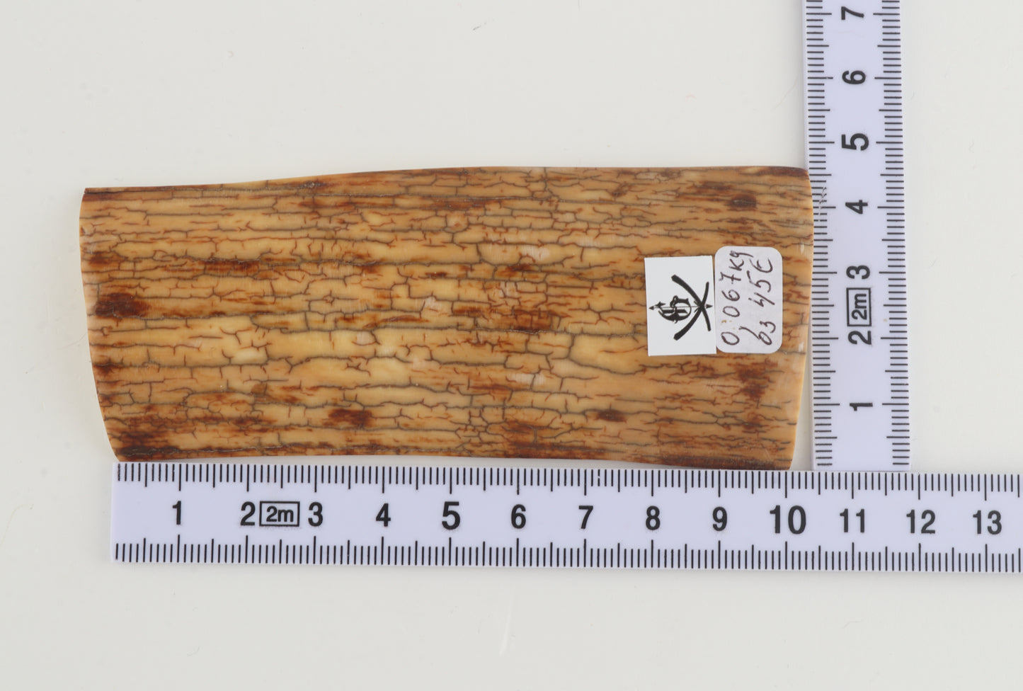 Creme-yellow mammoth bark