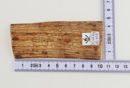 Creme-yellow mammoth bark