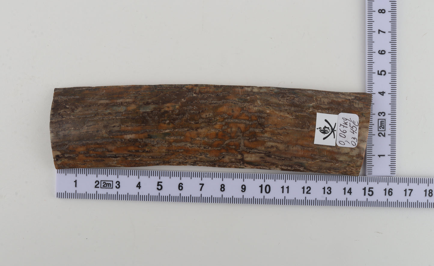 Beige mammoth bark