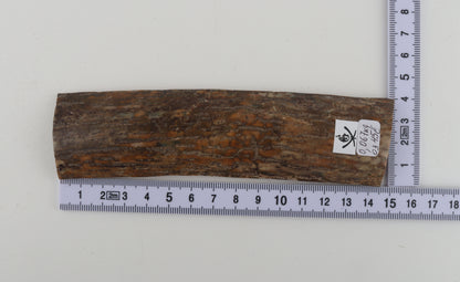 Beige mammoth bark