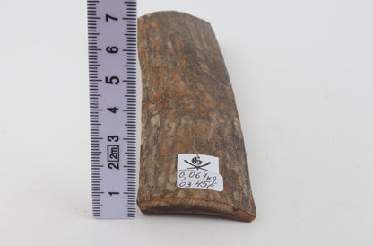 Beige mammoth bark
