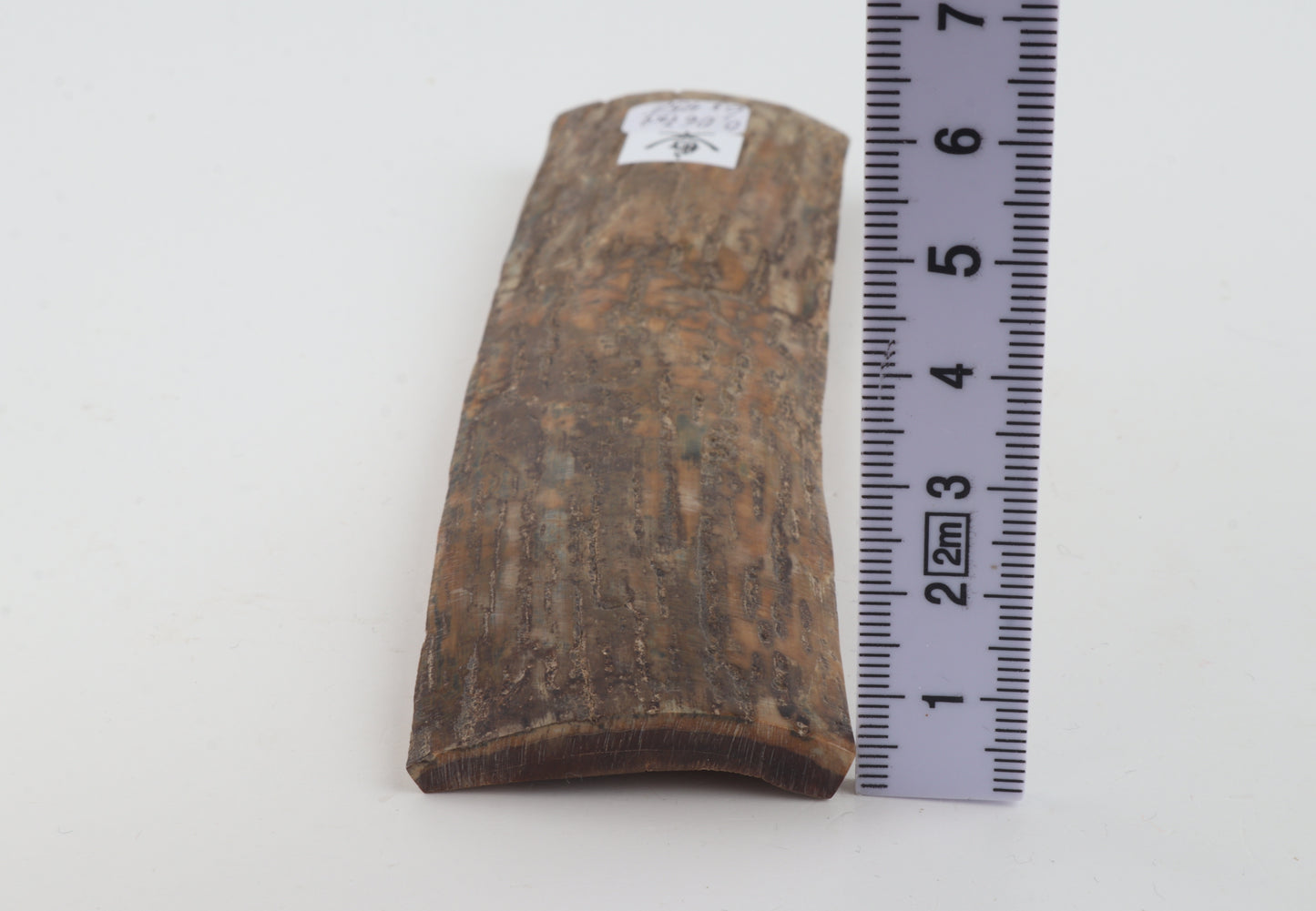 Beige mammoth bark