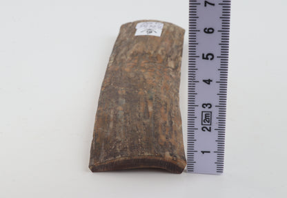 Beige mammoth bark