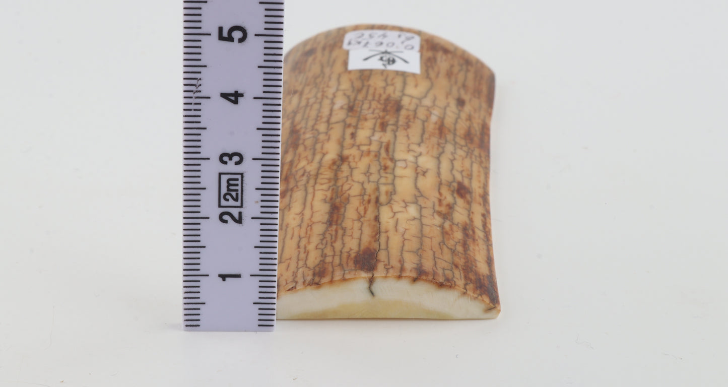 Creme-yellow mammoth bark