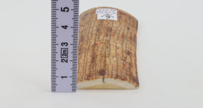 Creme-yellow mammoth bark