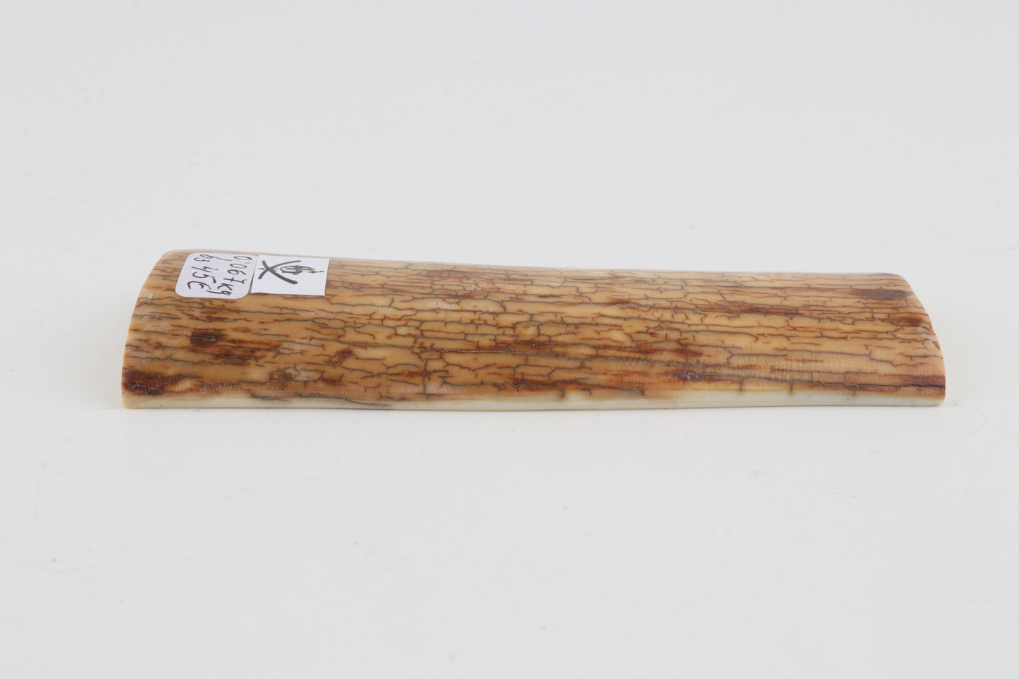 Creme-yellow mammoth bark