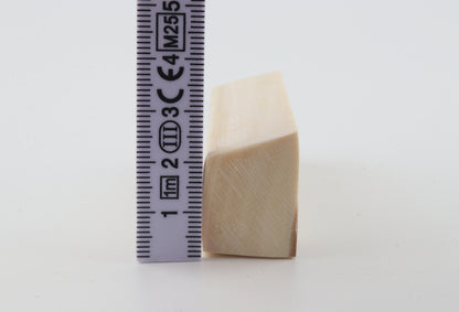 White mammoth ivory segment