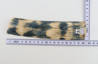 Blue-white mammoth bark