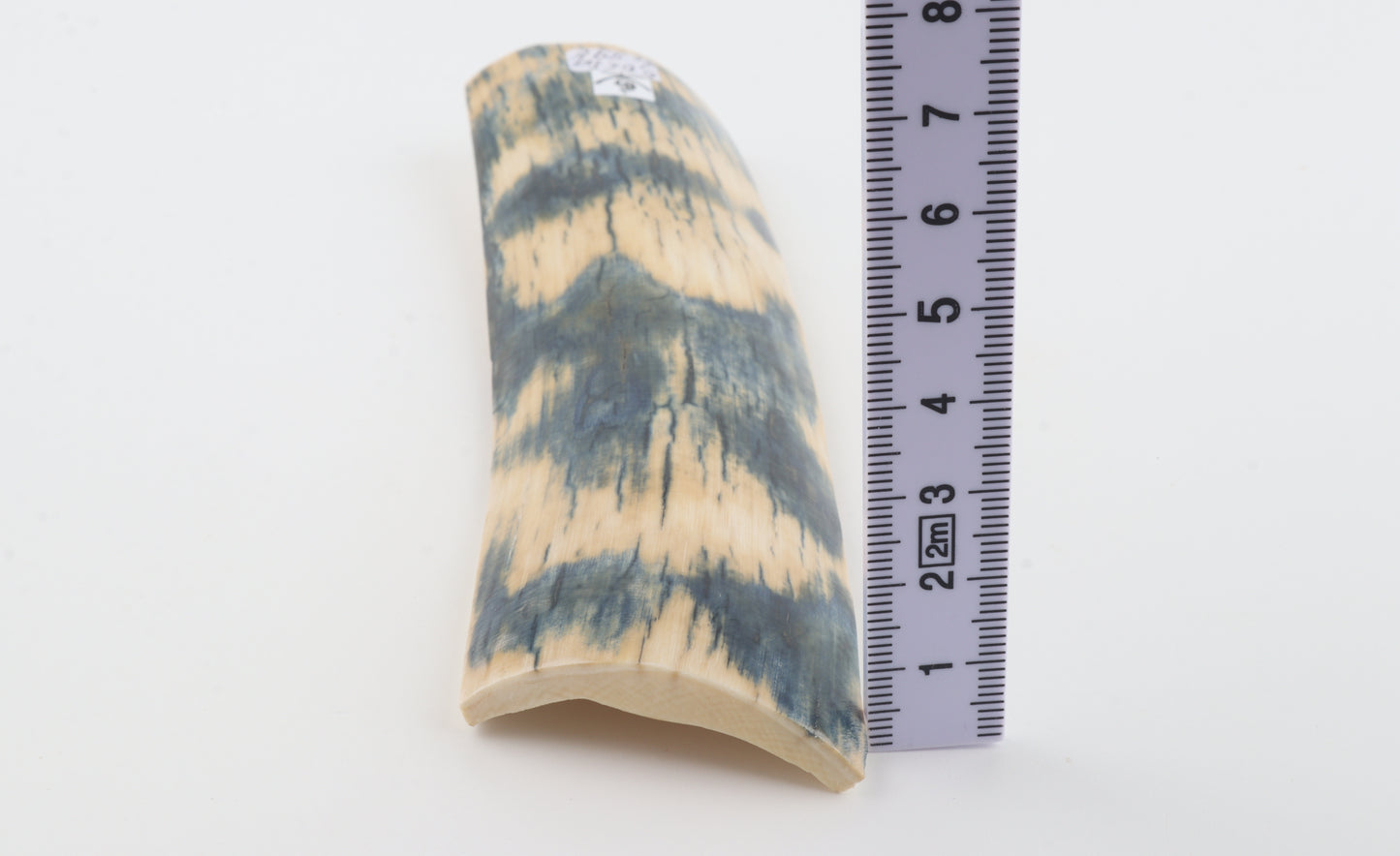 Blue-white mammoth bark