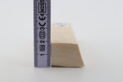 White mammoth ivory segment
