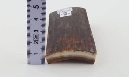 Brown mammoth bark