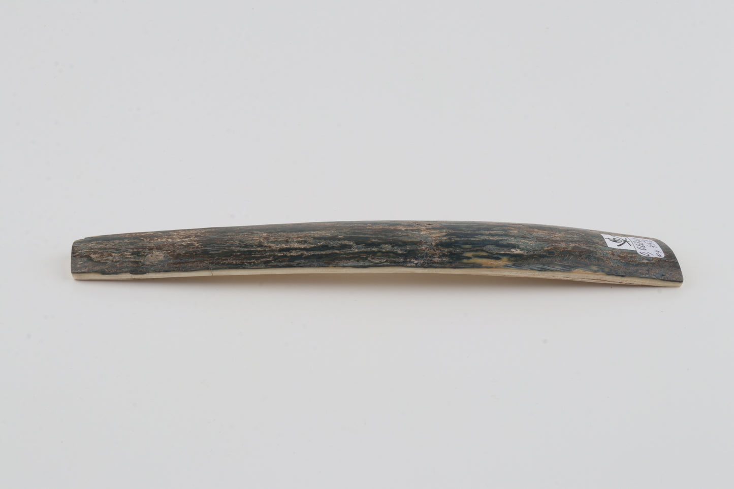 Blue mammoth bark
