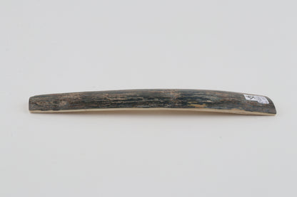 Blue mammoth bark