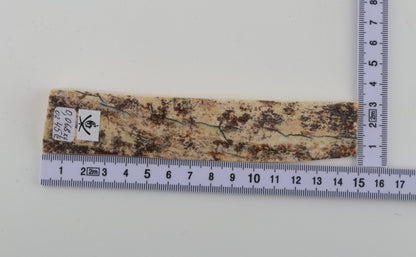 White-brown mammoth bark