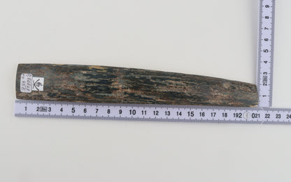 Blue mammoth bark