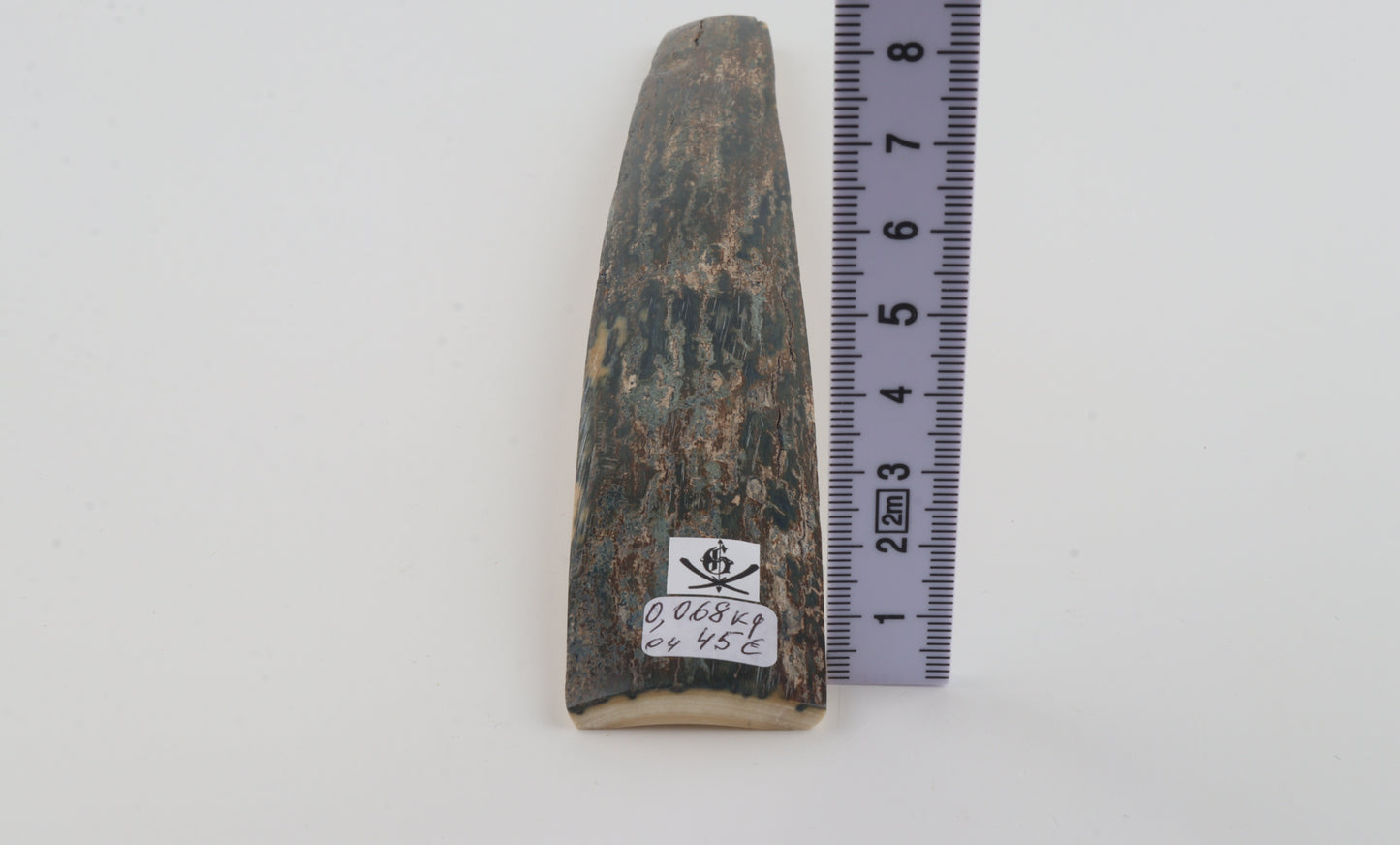 Blue mammoth bark