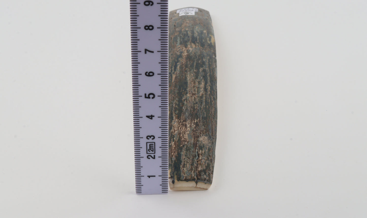 Blue mammoth bark