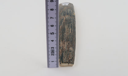 Blue mammoth bark