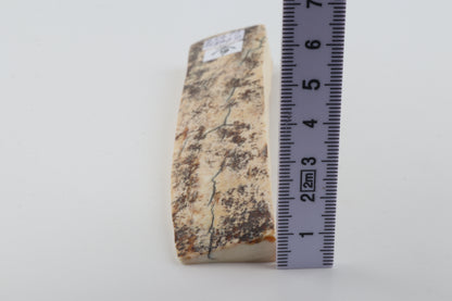 White-brown mammoth bark